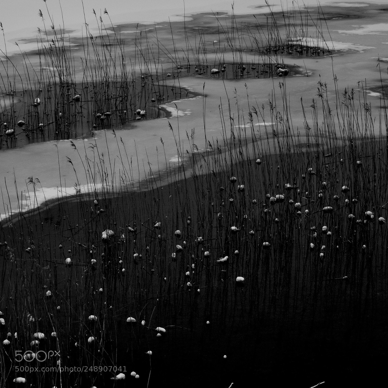 Nikon D5200 sample photo. Winter flowers by the photography