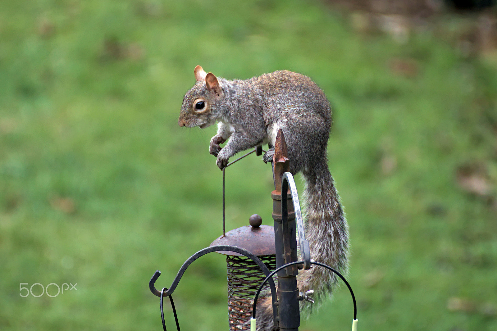 Canon EOS 77D (EOS 9000D / EOS 770D) sample photo. Squirrel photography