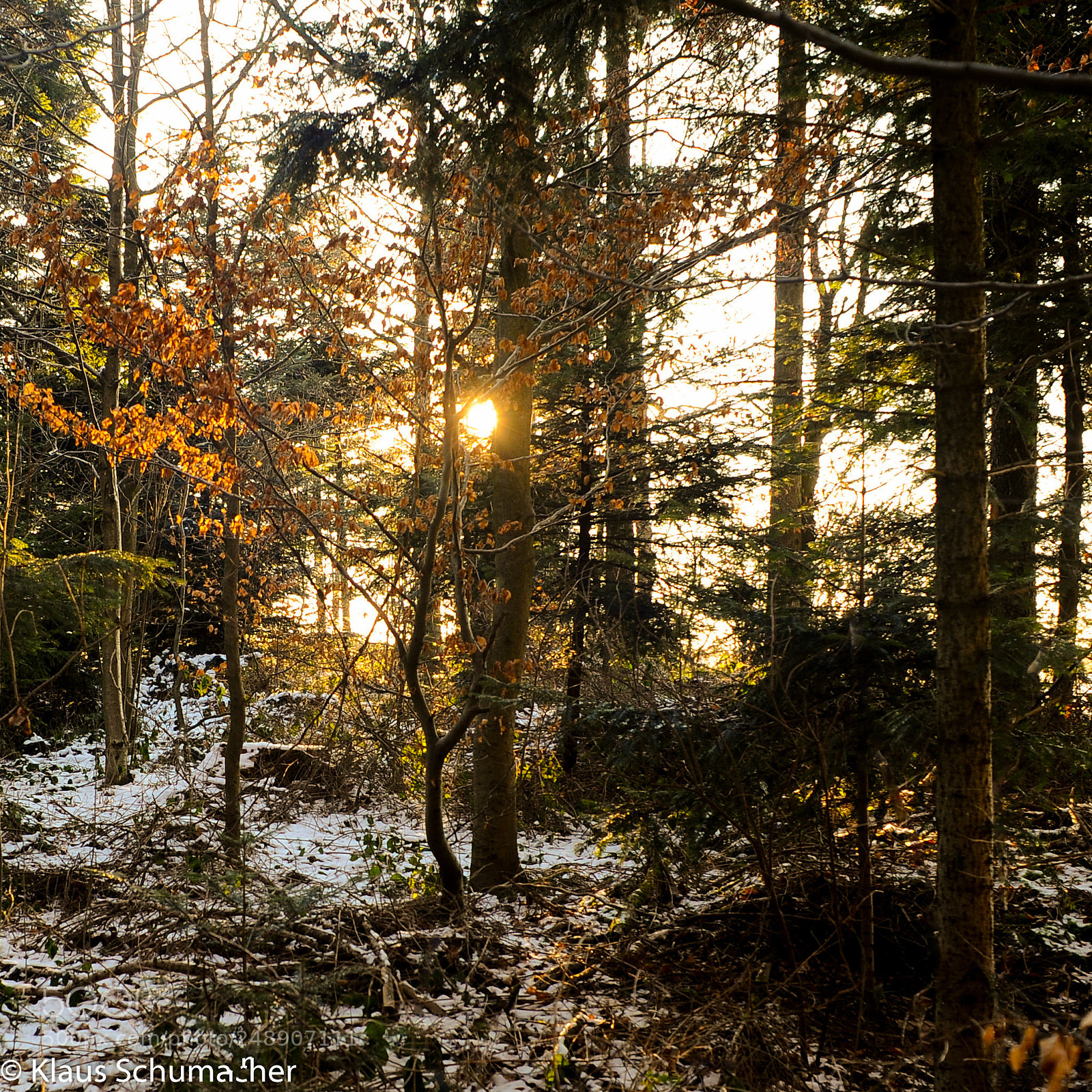 Nikon D700 sample photo. Winterwald ii photography