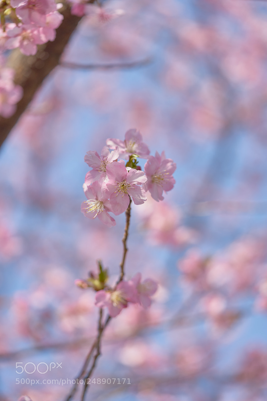 Sony a7 sample photo. Flowers 6200 photography