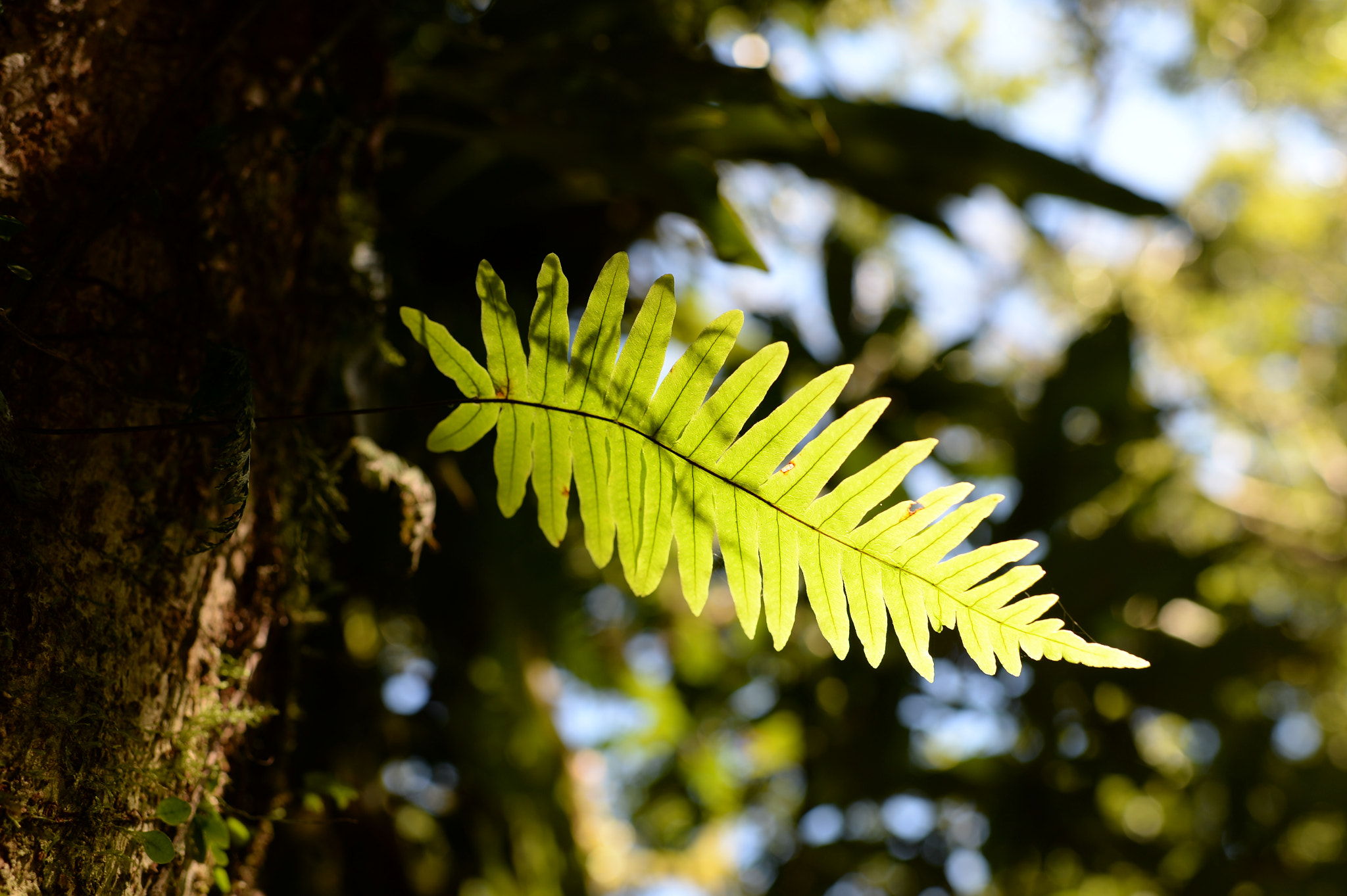 Nikon Df sample photo. Leaves and light photography