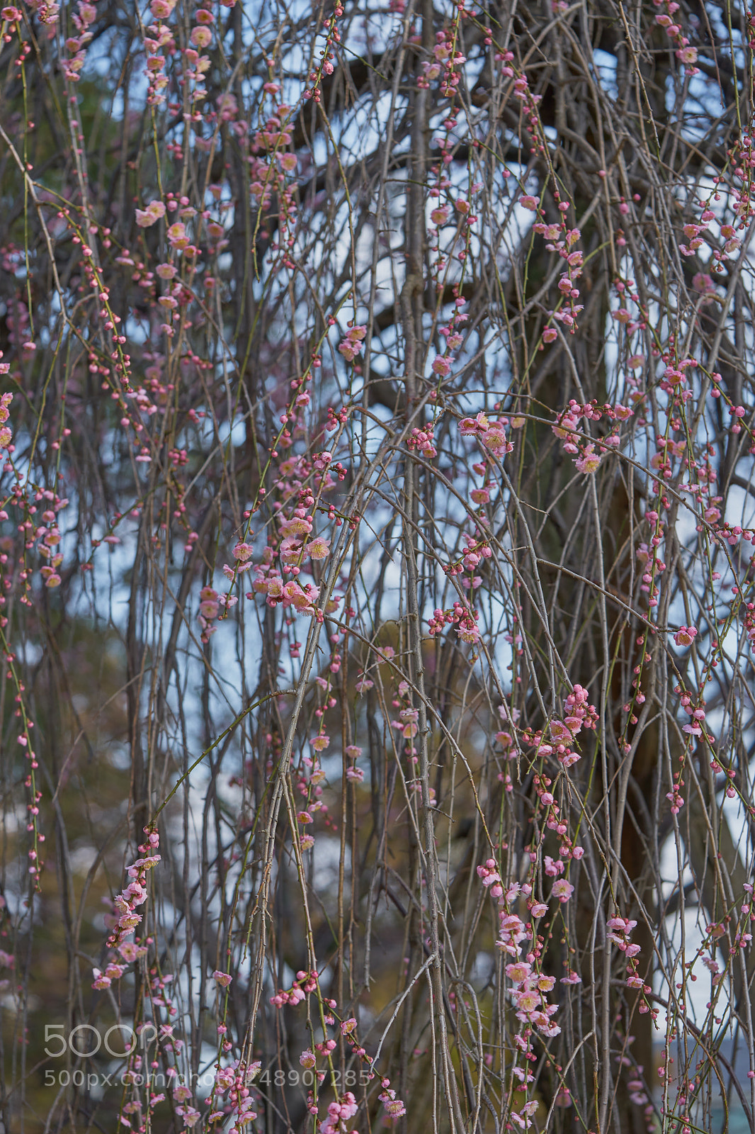 Sony a7 sample photo. Flowers 6201 photography