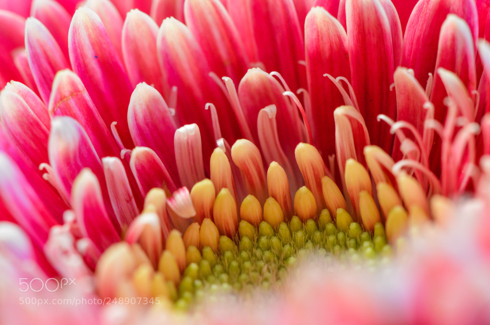 Nikon D3200 sample photo. Gerbera daisy photography