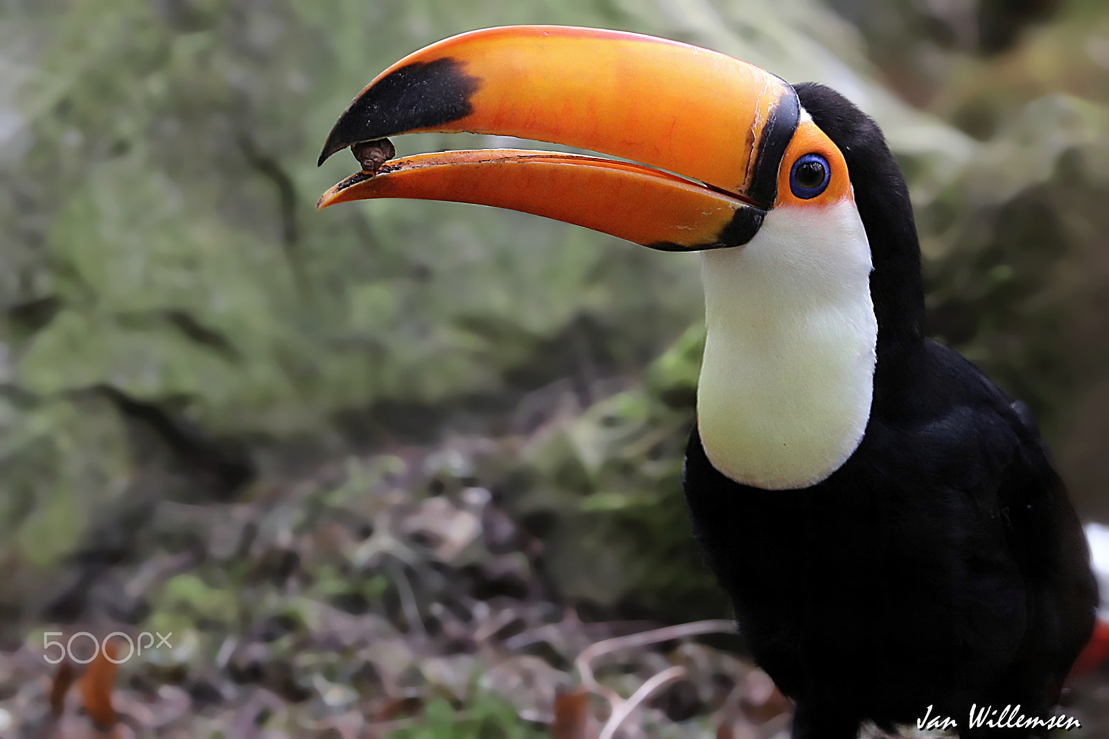 Canon EOS-1D X Mark II + Canon EF 300mm F2.8L IS II USM sample photo. Toco toucan photography