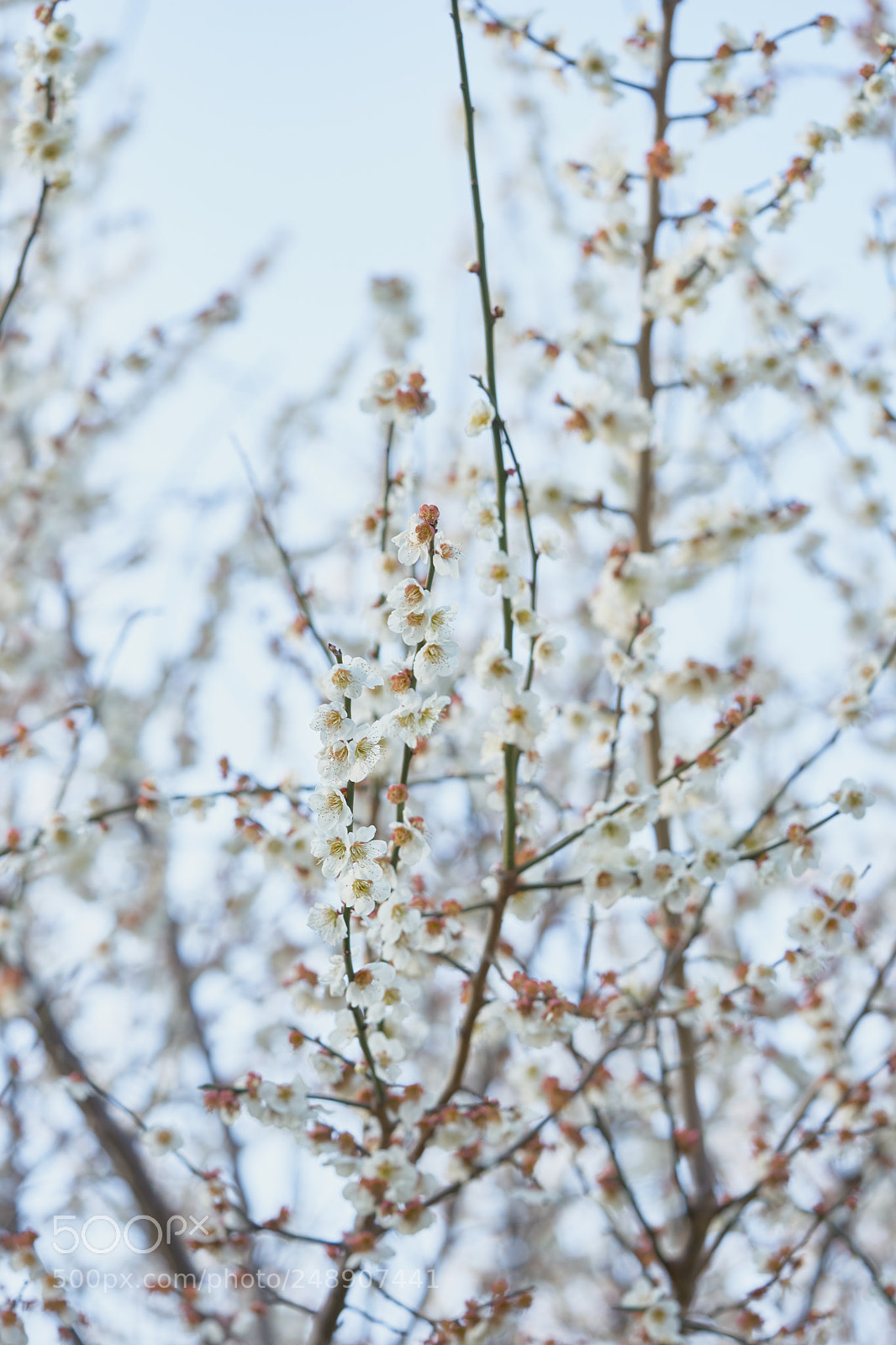 Sony a7 sample photo. Flowers 6202 photography