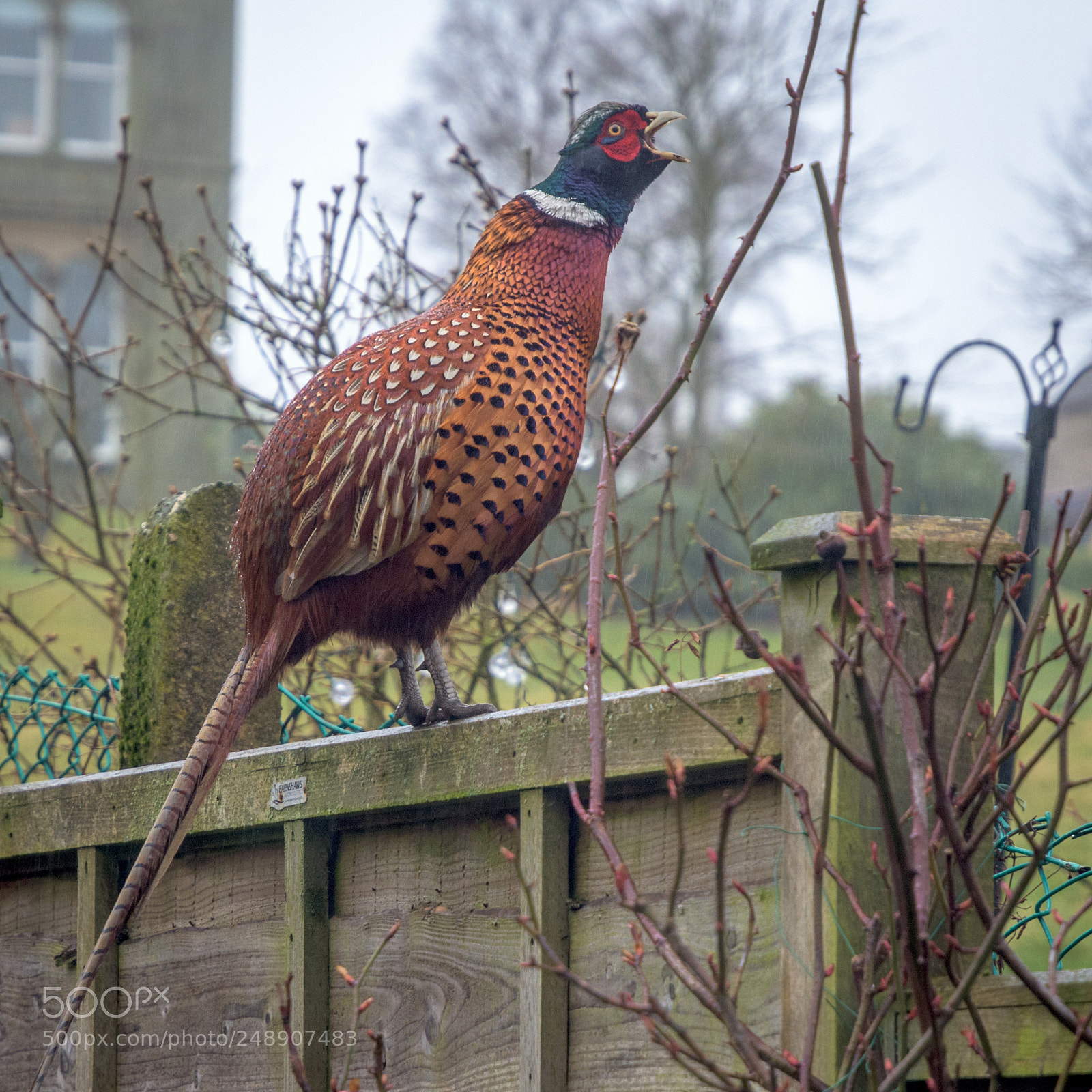 Nikon D7200 sample photo. Pheasant in my garden #1 photography