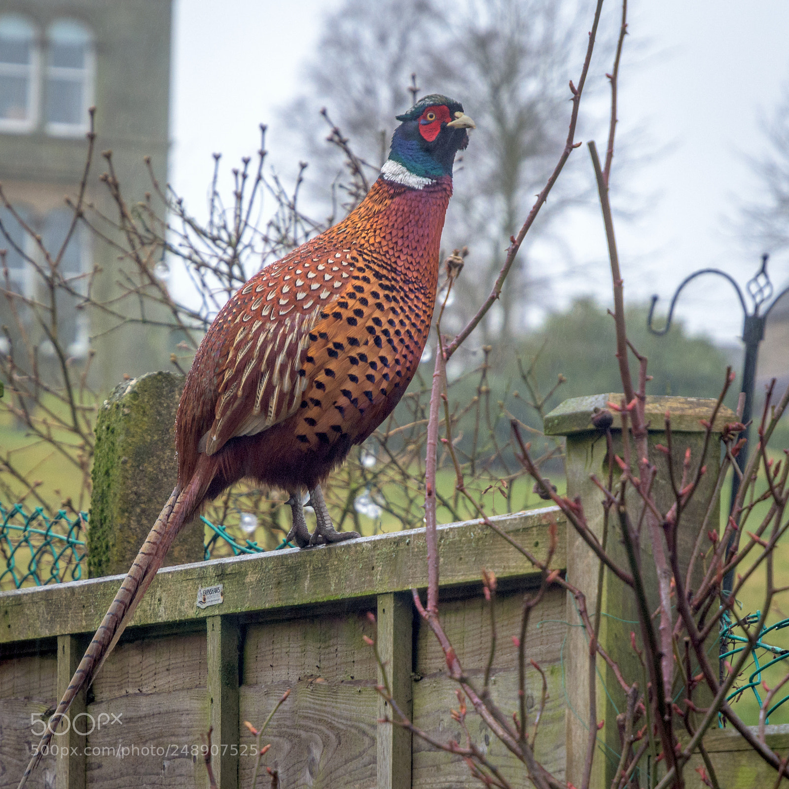 Nikon D7200 sample photo. Pheasant in my garden #2 photography