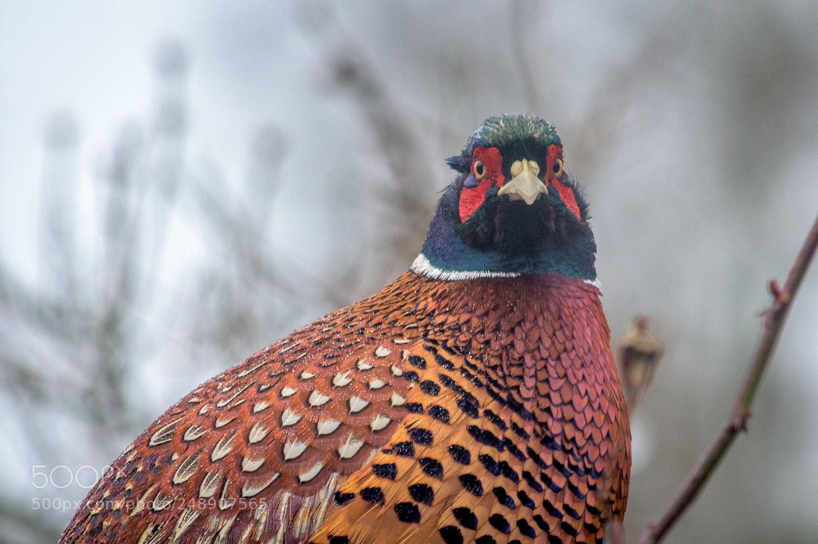 Nikon D7200 sample photo. Pheasant in my garden #3 photography