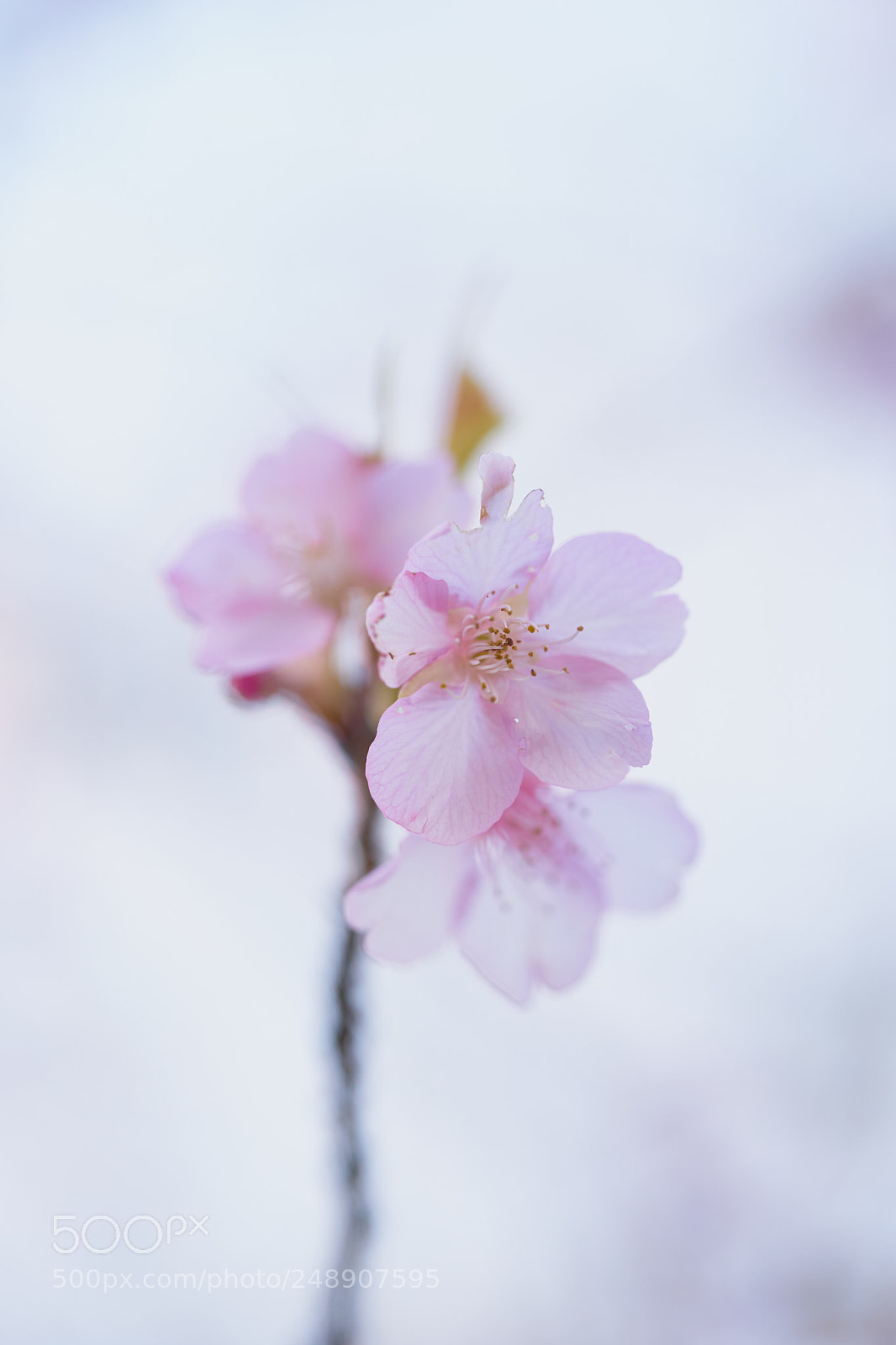 Sony a7 sample photo. Flowers 6203 photography