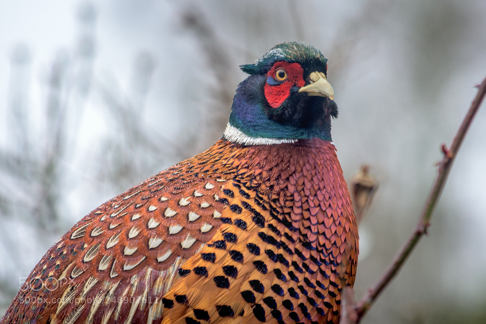 Nikon D7200 sample photo. Pheasant in my garden #4 photography