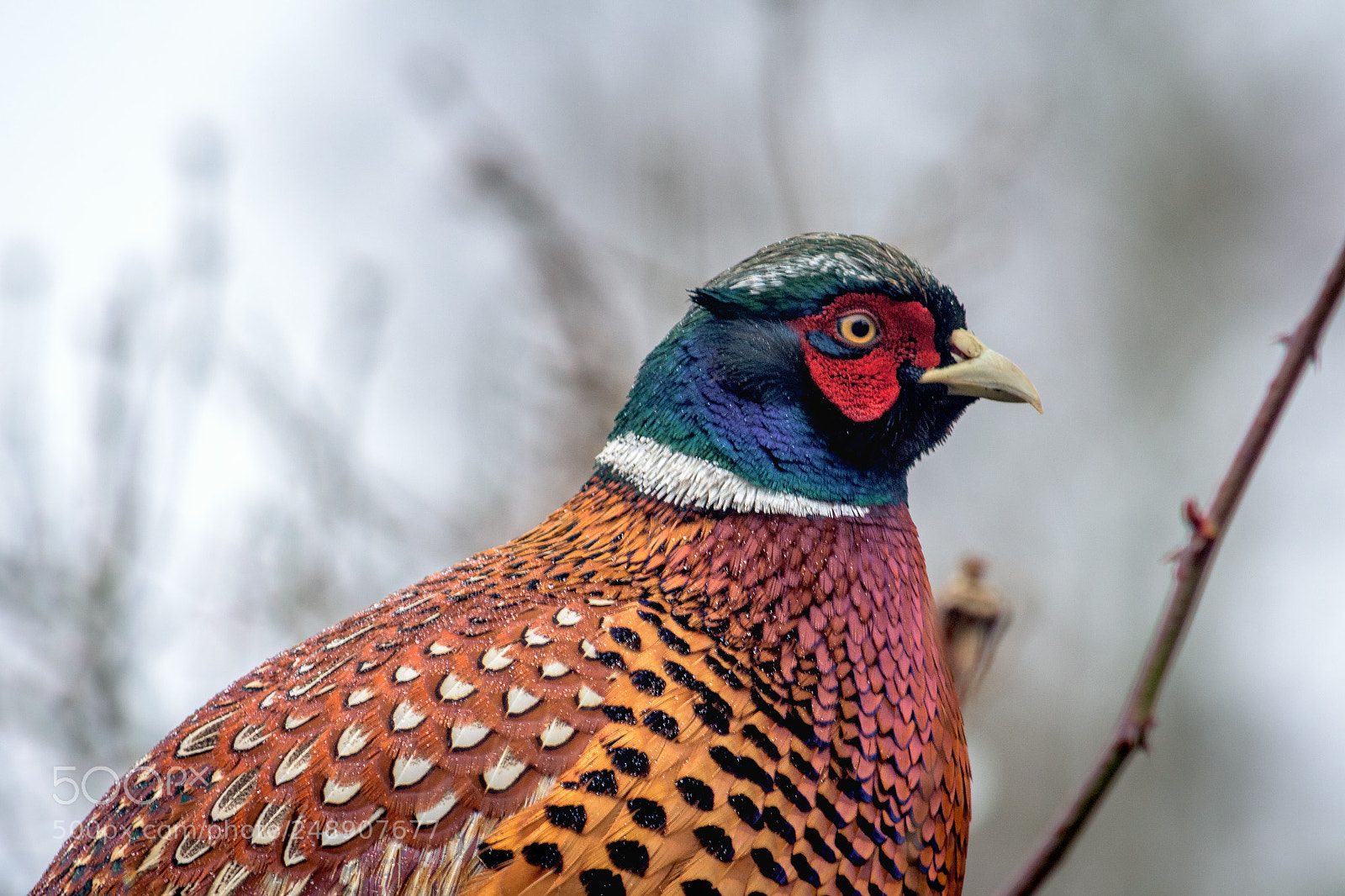Nikon D7200 sample photo. Pheasant in my garden #5 photography