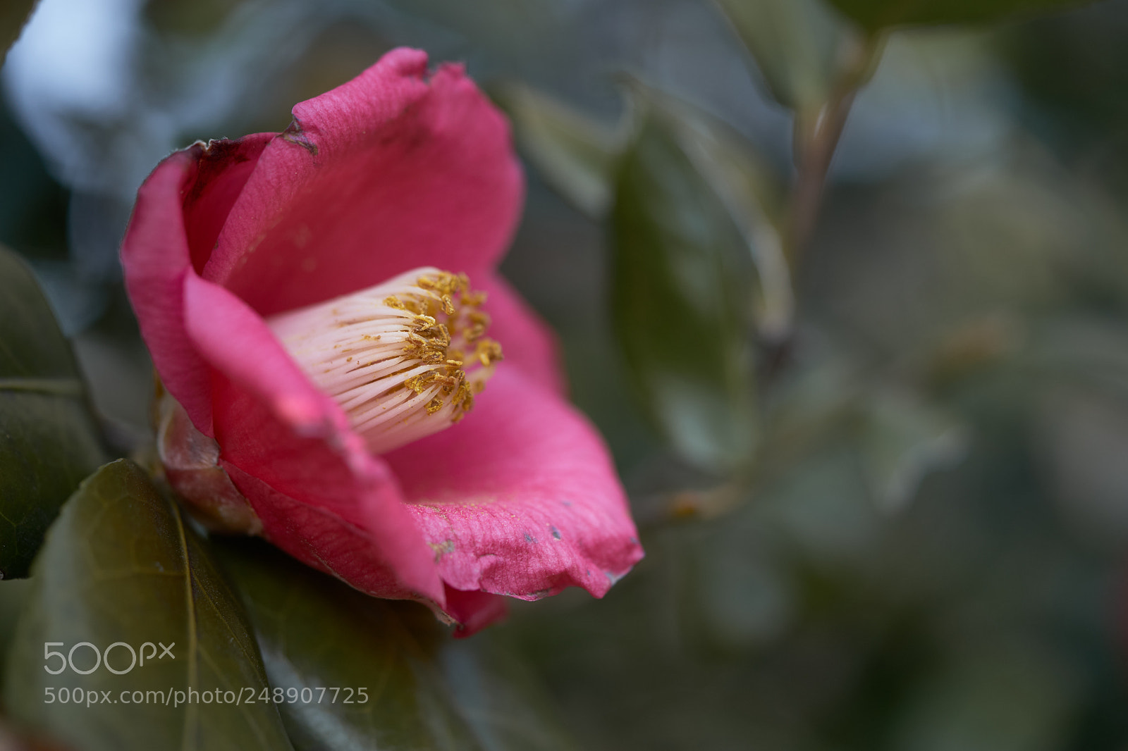 Sony a7 sample photo. Flowers 6204 photography
