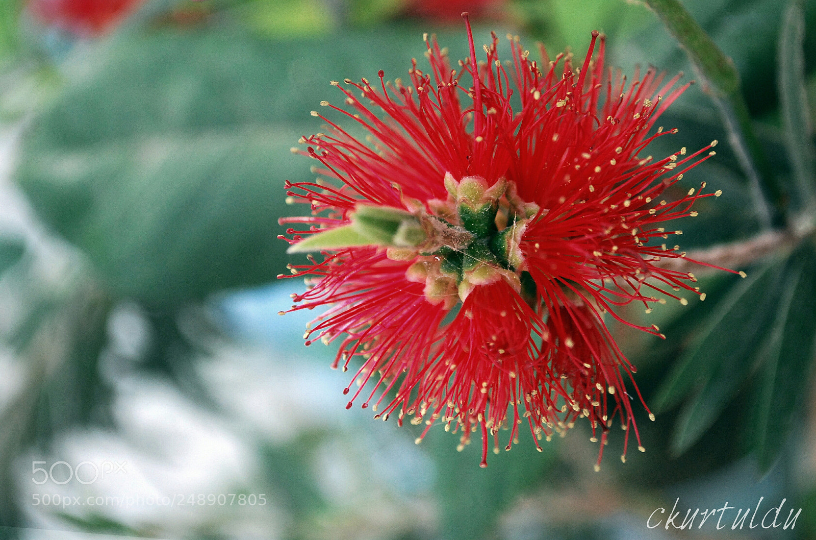Nikon D60 sample photo. Red plant photography