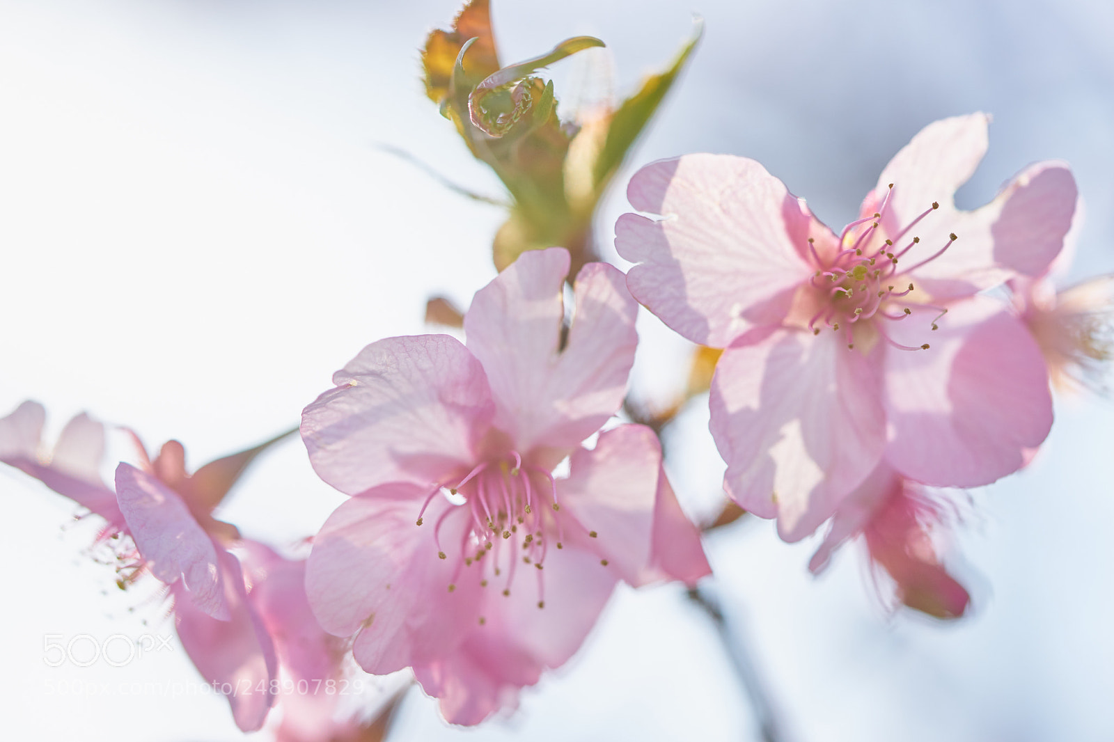 Sony a7 sample photo. Flowers 6205 photography