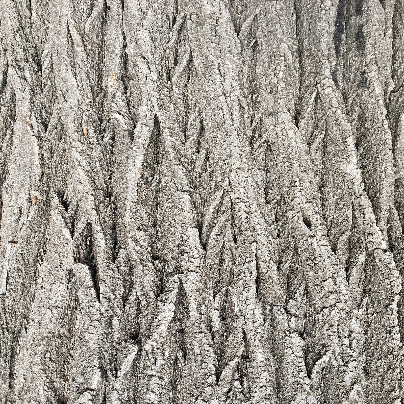 Apple iPhone 6s sample photo. Natural old brown crust photography