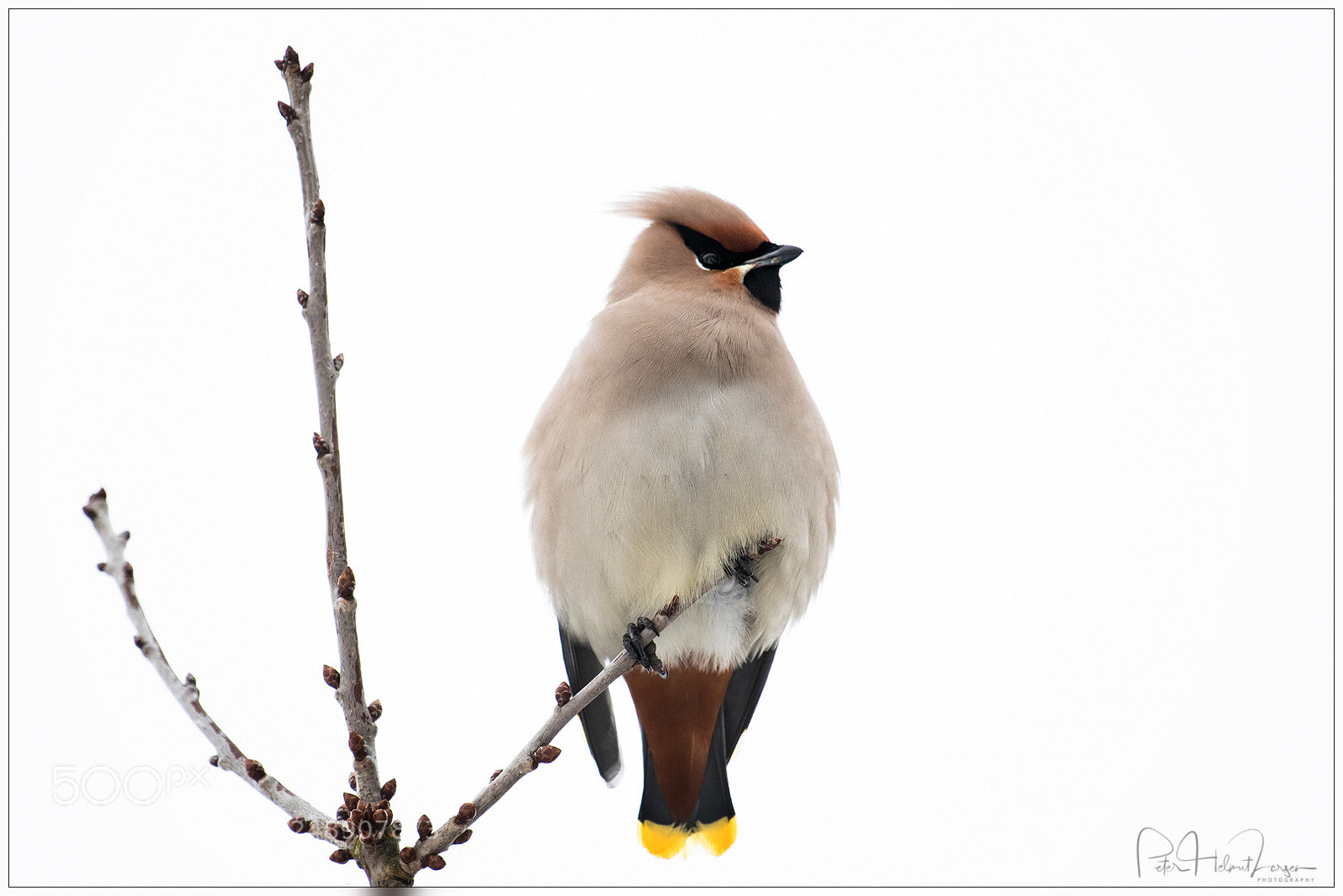 Nikon D500 sample photo. Waxwing photography