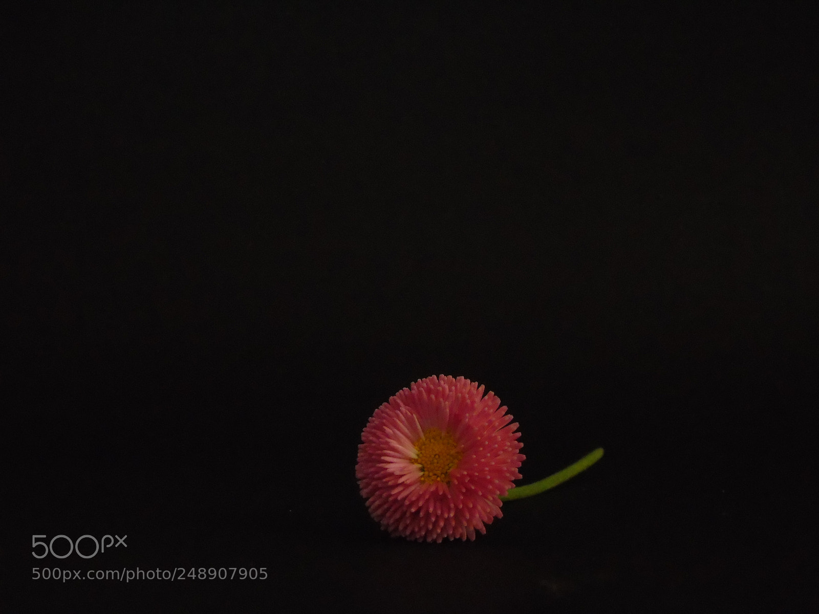 Sony Cyber-shot DSC-H400 sample photo. Flower photography
