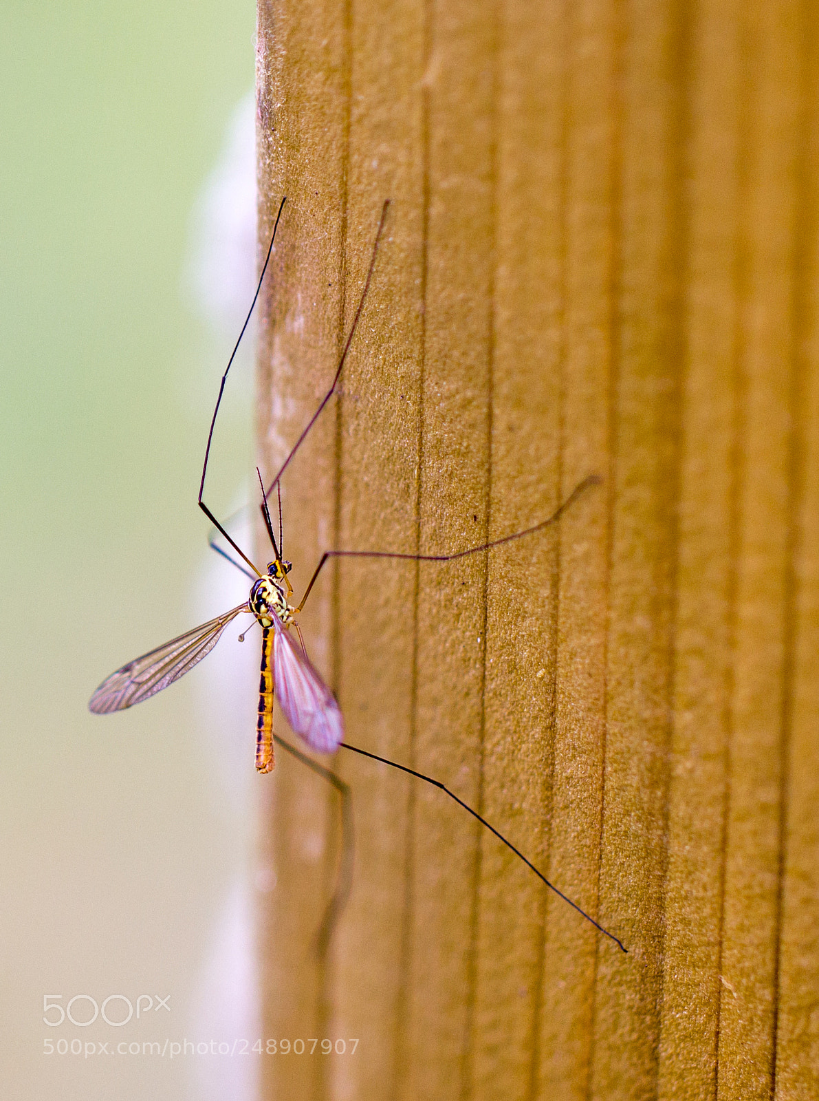 Canon EOS 550D (EOS Rebel T2i / EOS Kiss X4) sample photo. Tiger cranefly photography