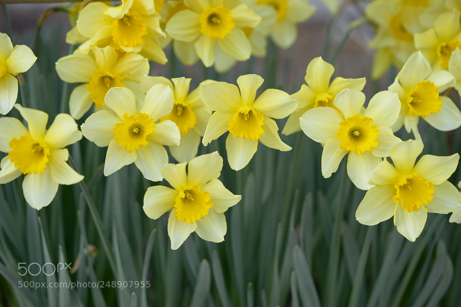 Sony a7 sample photo. Flowers 6206 photography