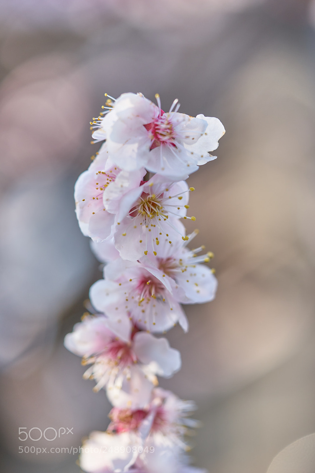 Sony a7 sample photo. Flowers 6207 photography
