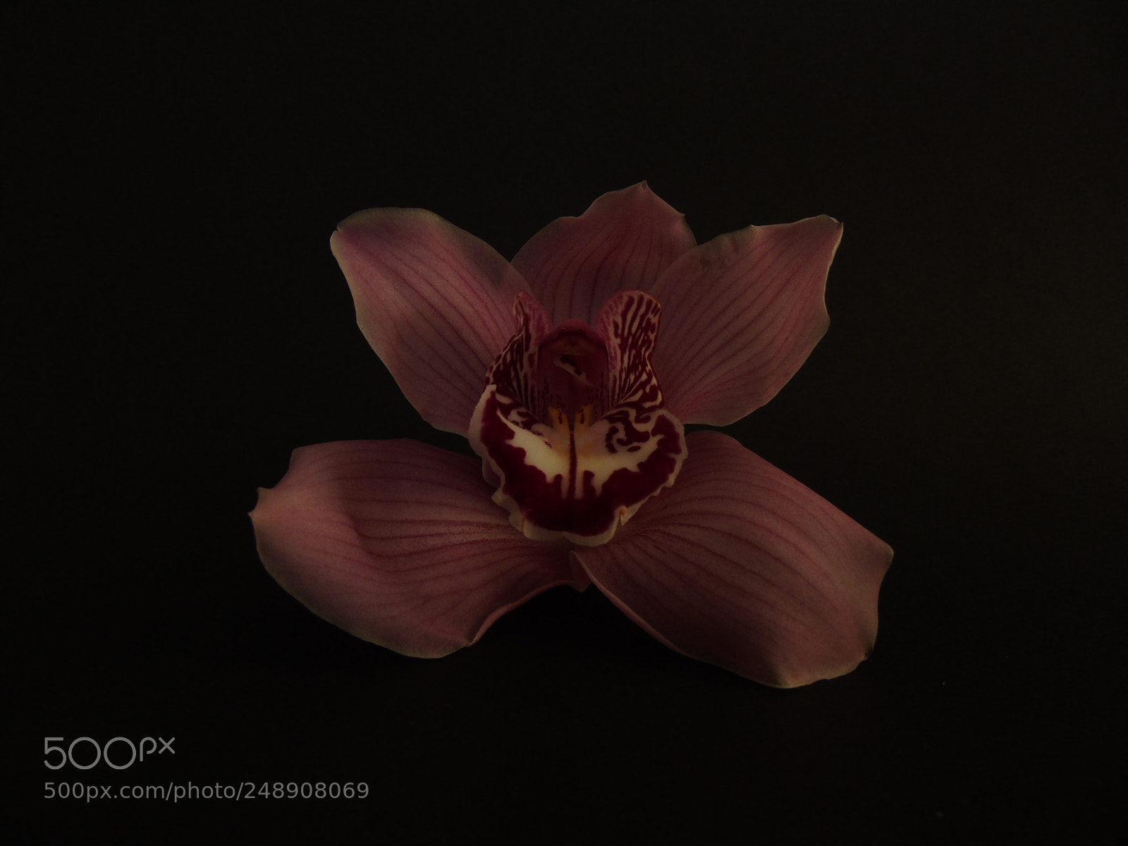 Sony Cyber-shot DSC-H400 sample photo. Orchid photography