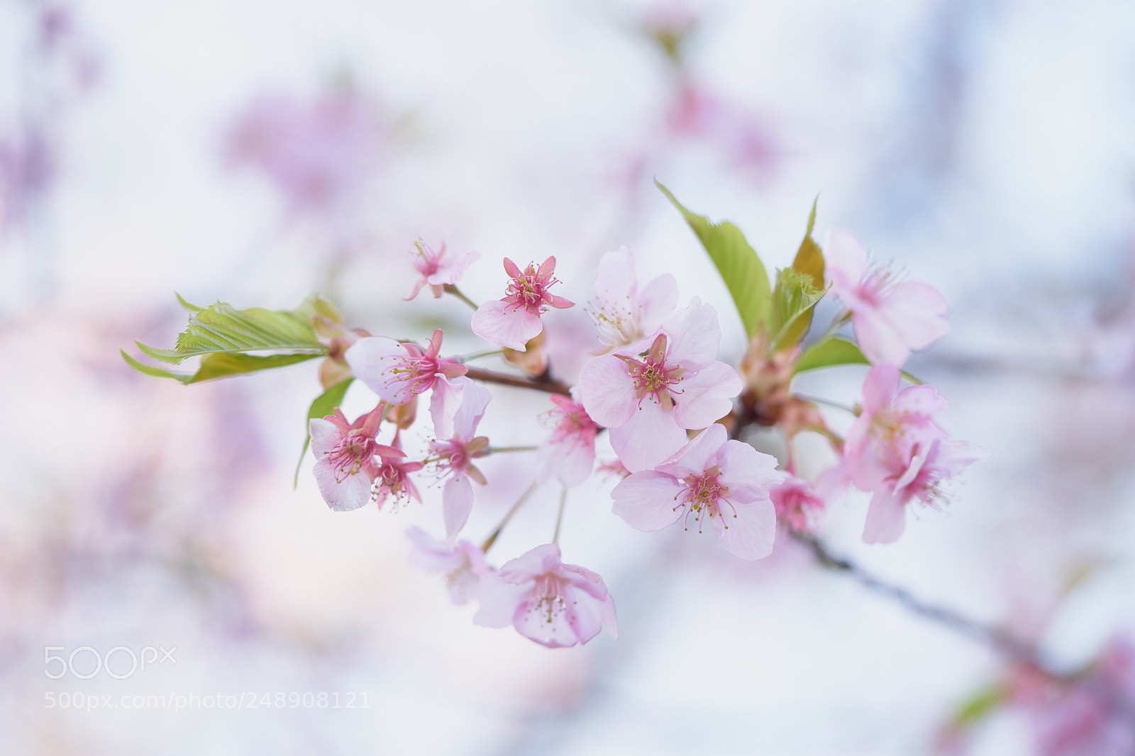 Sony a7 sample photo. Flowers 6208 photography