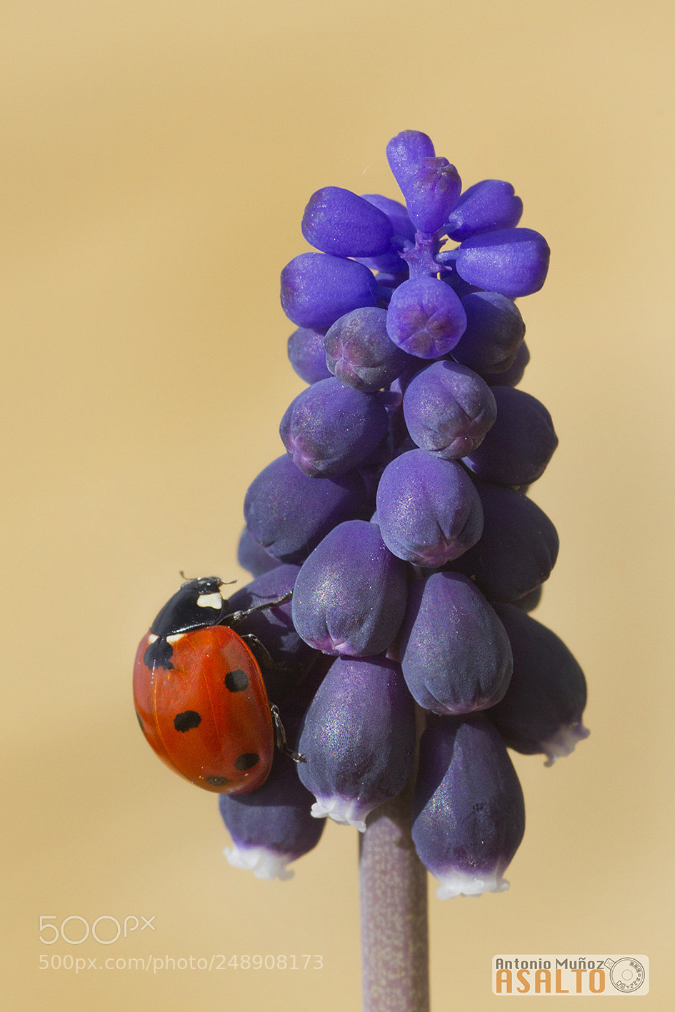 Canon EOS 7D sample photo. Muscari photography