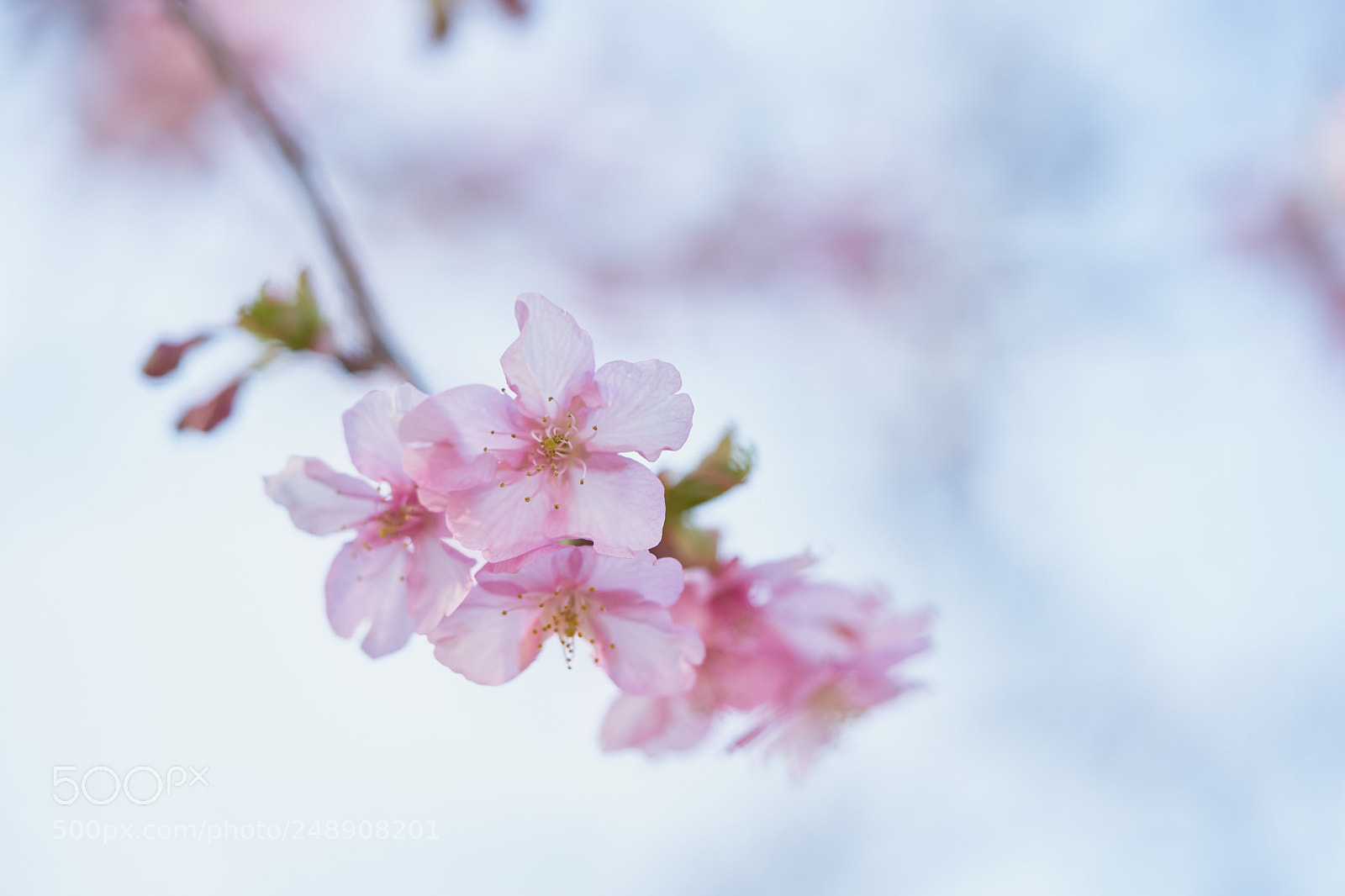Sony a7 sample photo. Flowers 6209 photography