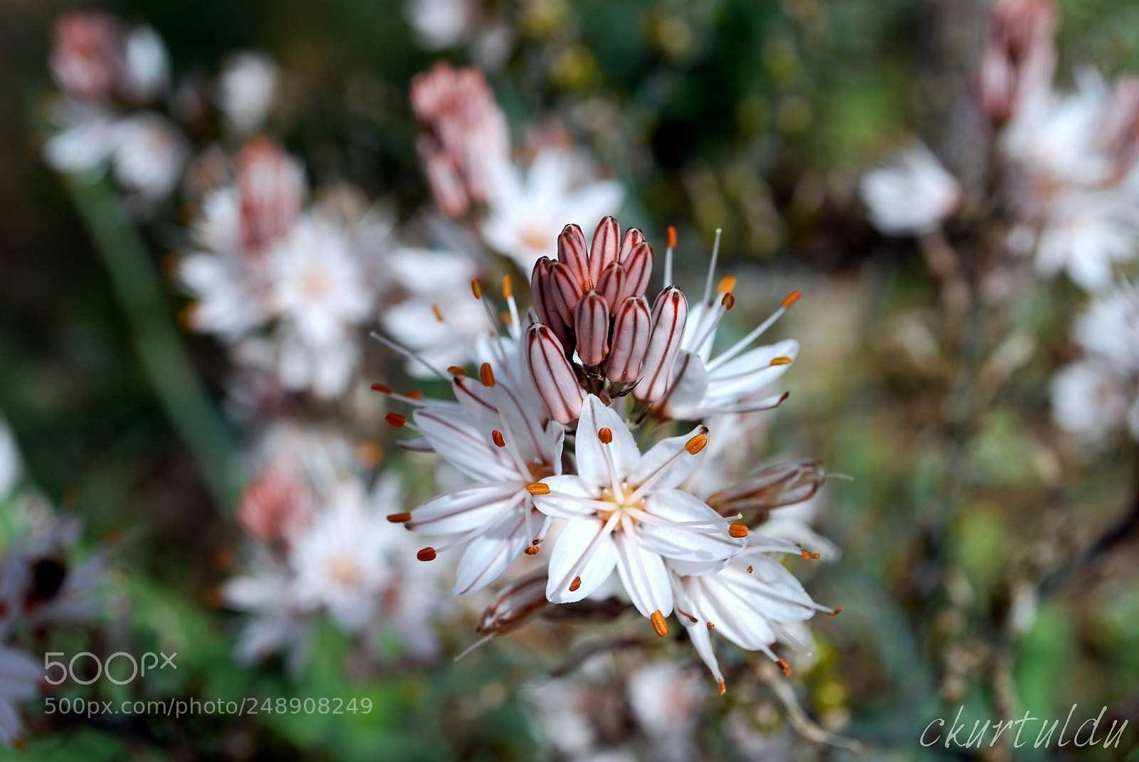 Nikon D60 sample photo. White flower photography