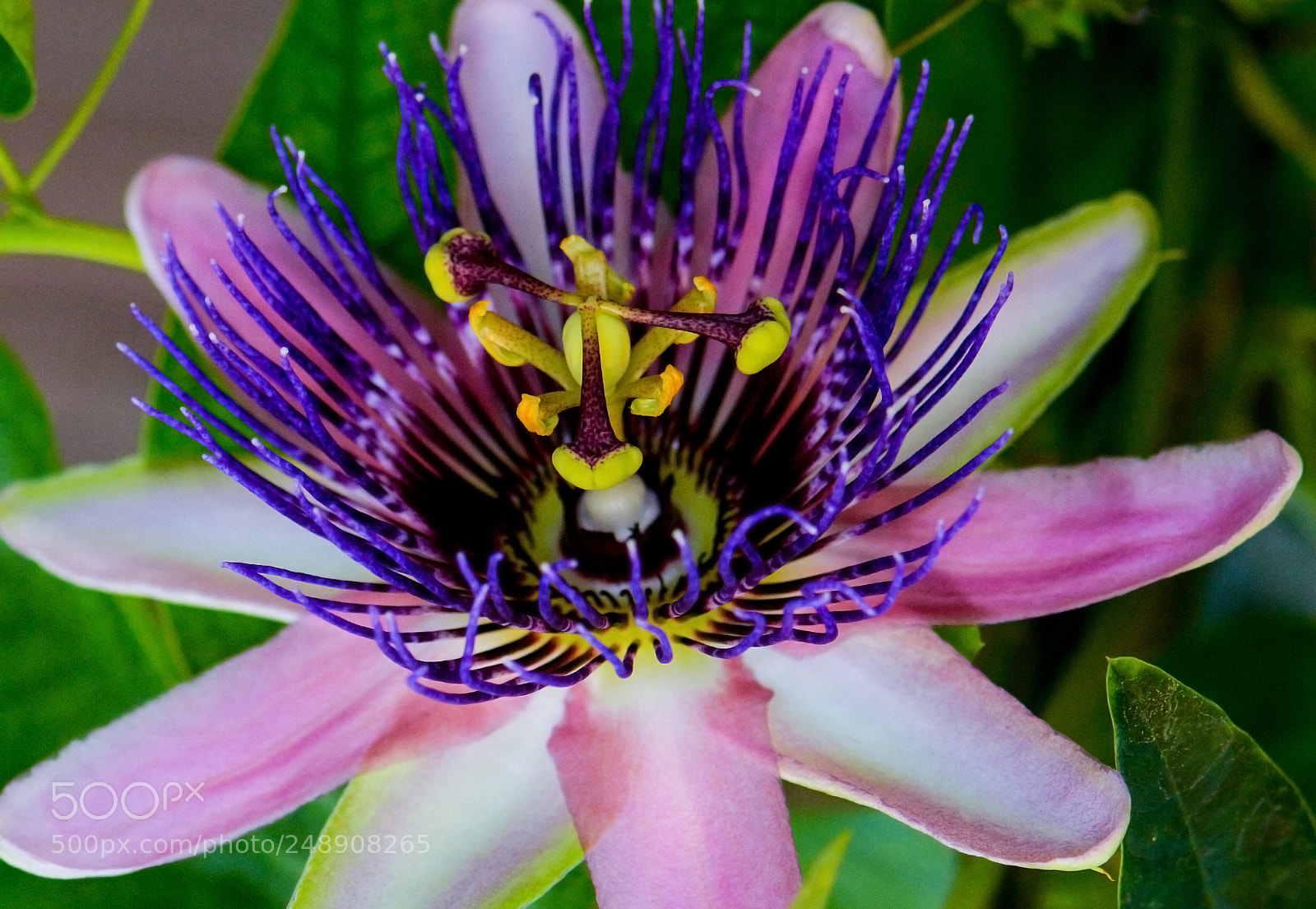 Nikon D7100 sample photo. Awesome flower. photography