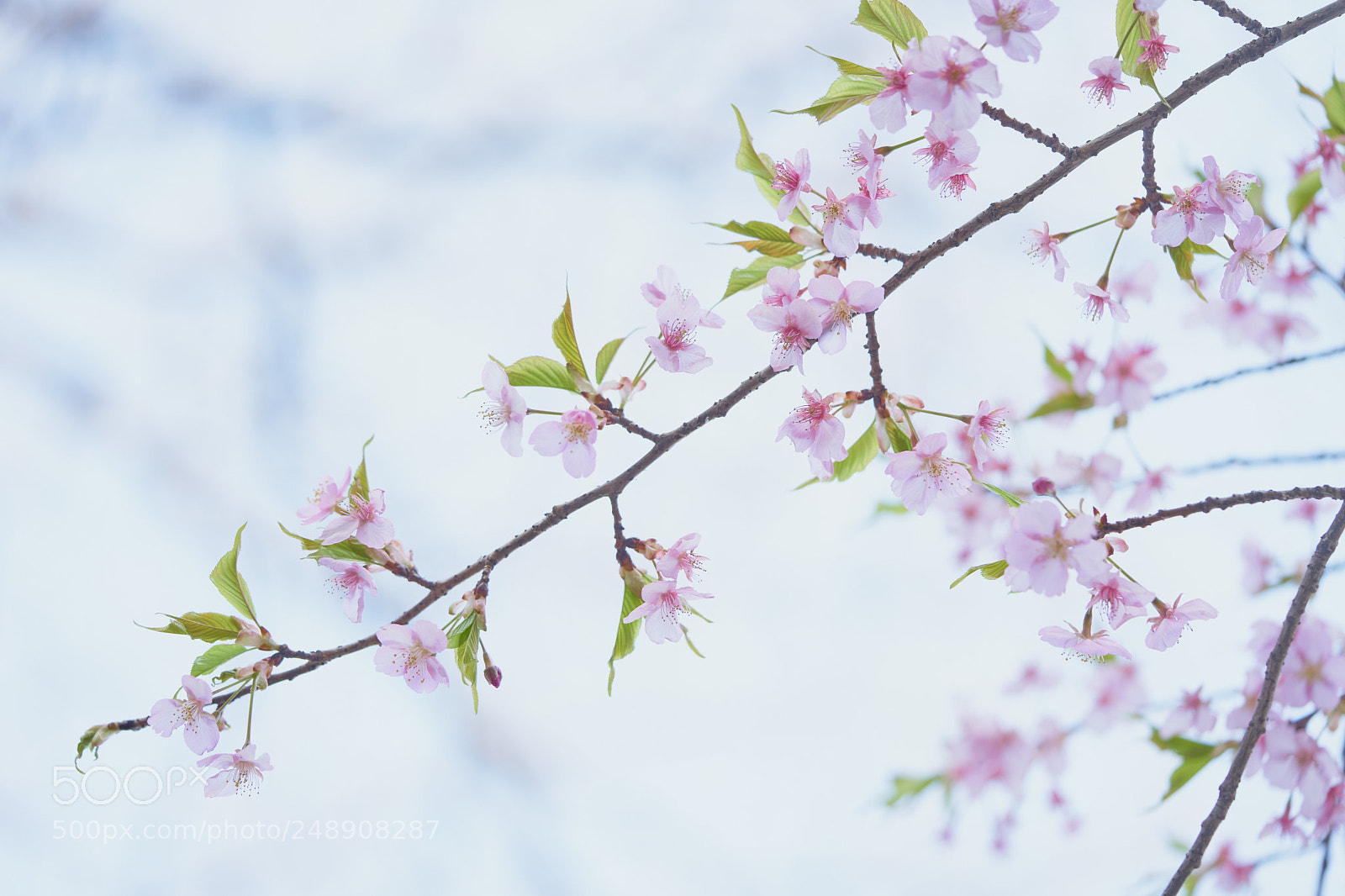 Sony a7 sample photo. Flowers 6210 photography