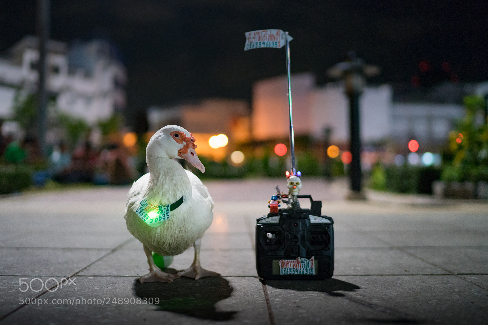 Sony a7 II sample photo. Dsc photography