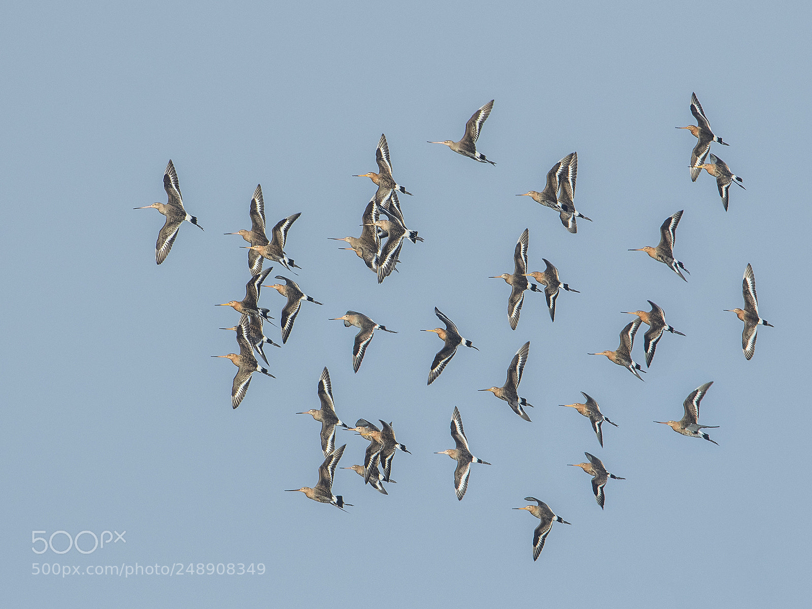 Nikon D500 sample photo. Flock of black-tailed godwits photography