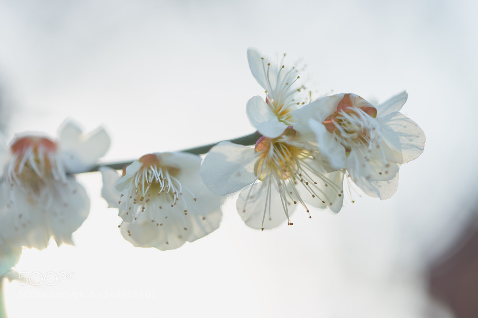 Sony a7 sample photo. Flowers 6211 photography