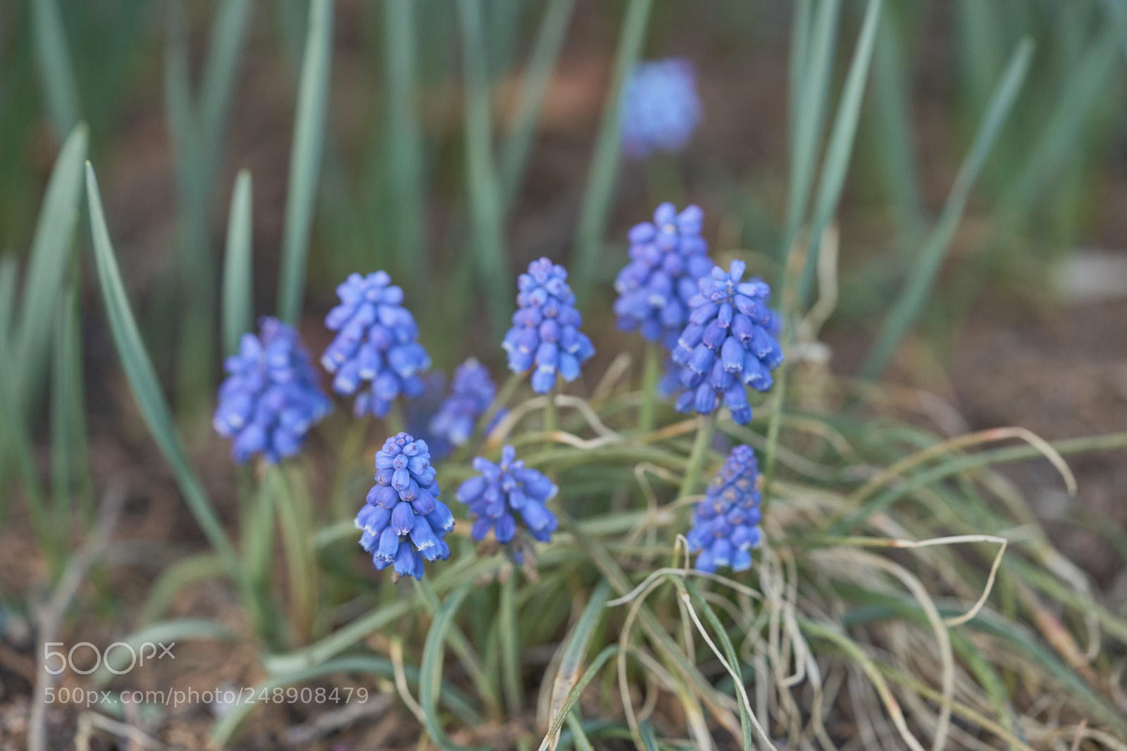 Sony a7 sample photo. Flowers 6212 photography