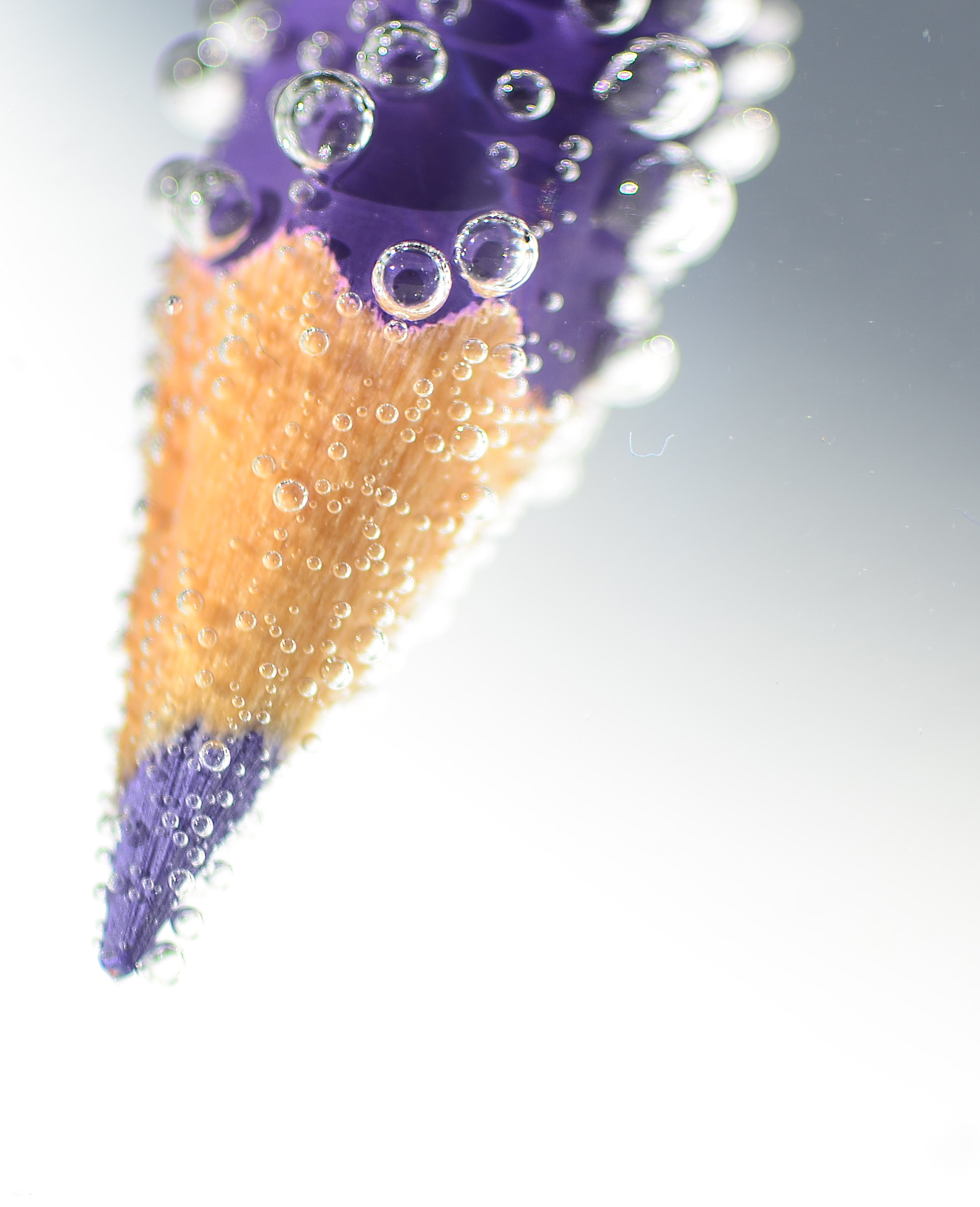 Nikon D7000 + Sigma 105mm F2.8 EX DG Macro sample photo. Watercolour photography