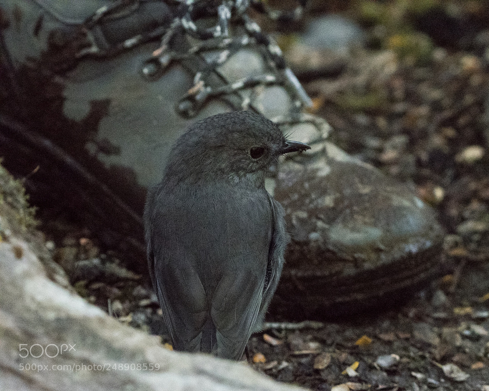 Nikon D500 sample photo. Si robin / toutouwai adult ♂ photography