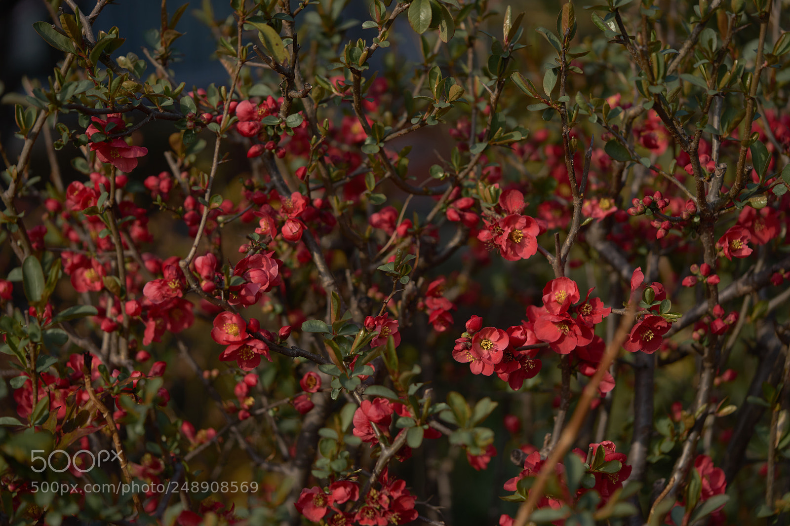 Sony a7 sample photo. Flowers 6213 photography