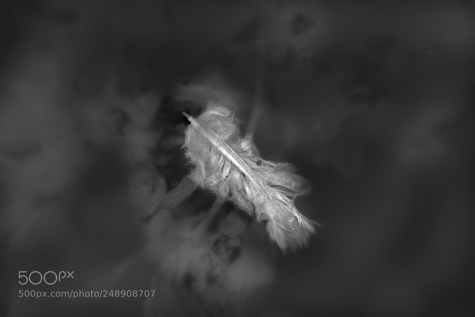 Sony a7 II sample photo. The bird photography