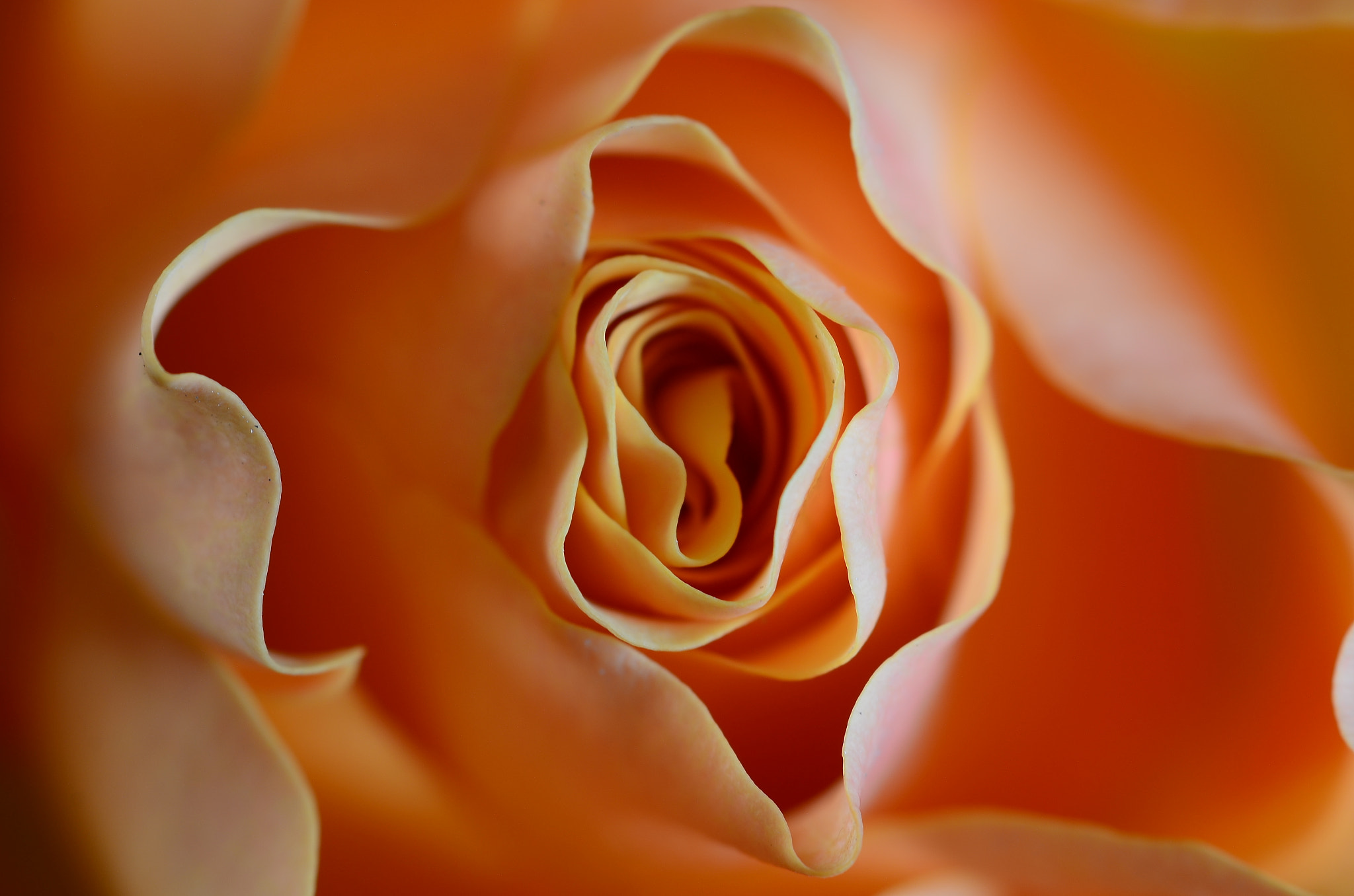 Nikon D7000 + Sigma 105mm F2.8 EX DG Macro sample photo. Rose photography
