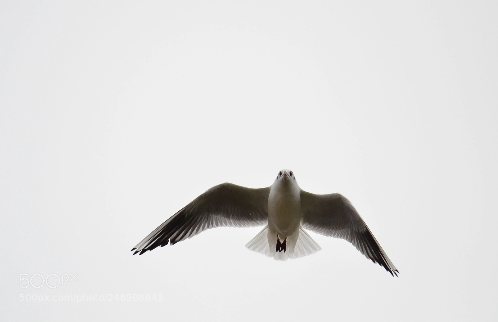 Nikon D5100 sample photo. Transparences d'ailes et de photography