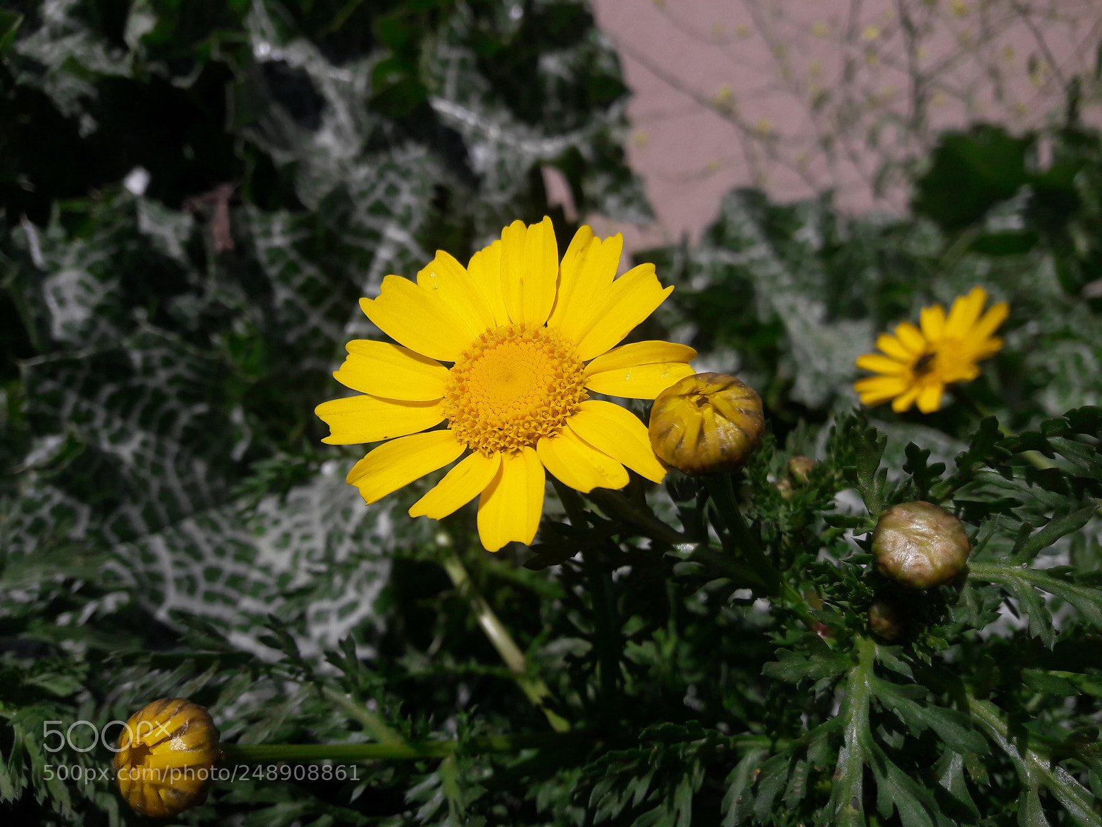 Samsung Galaxy J7 sample photo. Yellow flower spring photography