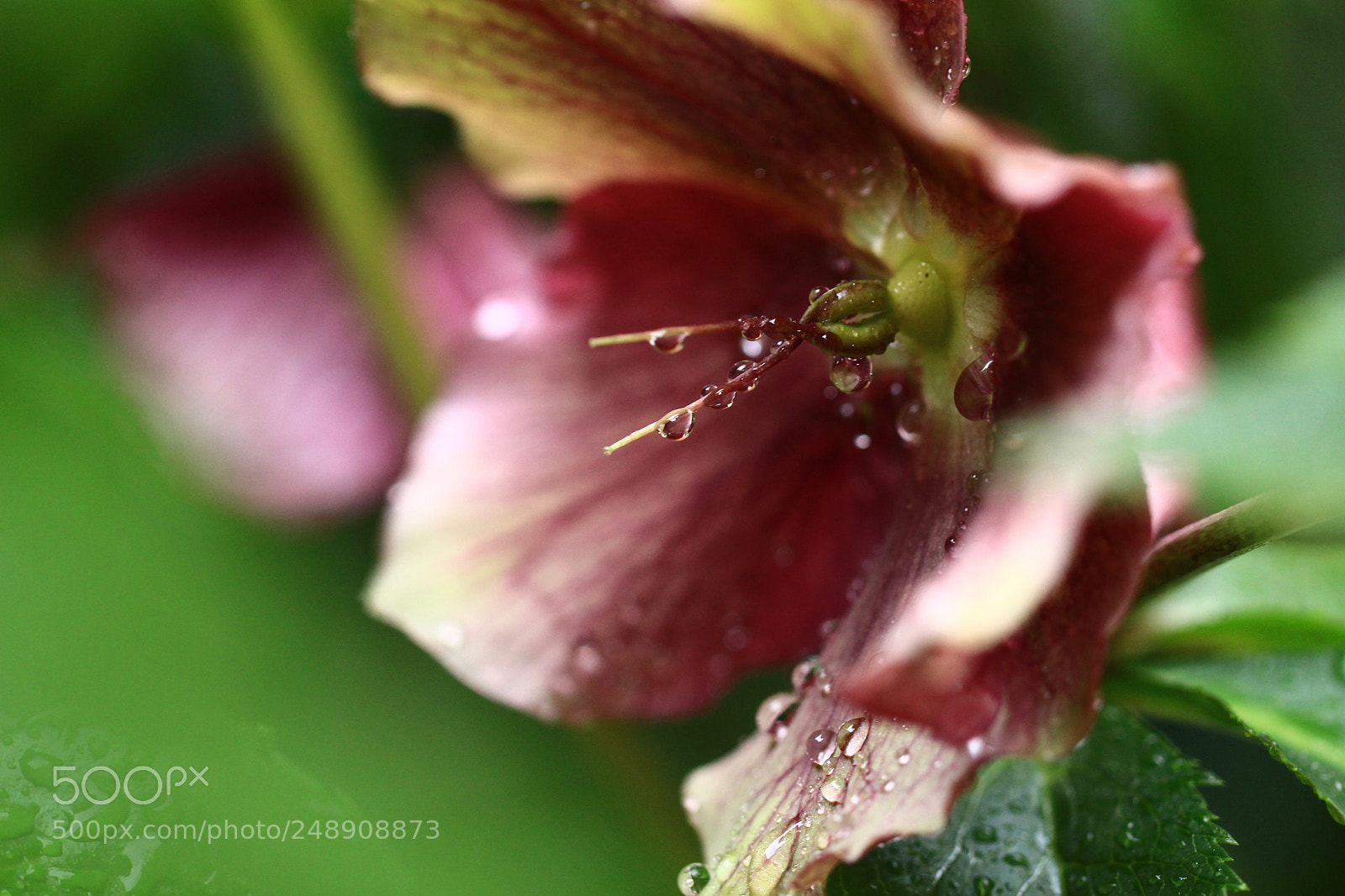 Canon EOS 700D (EOS Rebel T5i / EOS Kiss X7i) sample photo. Tears... photography