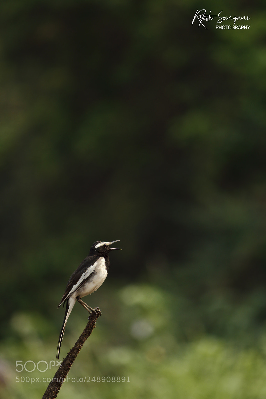 Canon EOS 700D (EOS Rebel T5i / EOS Kiss X7i) sample photo. The morning raag......! photography