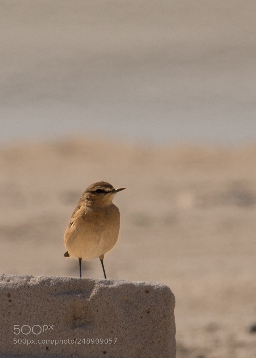 Canon EOS 700D (EOS Rebel T5i / EOS Kiss X7i) sample photo. Lonely photography