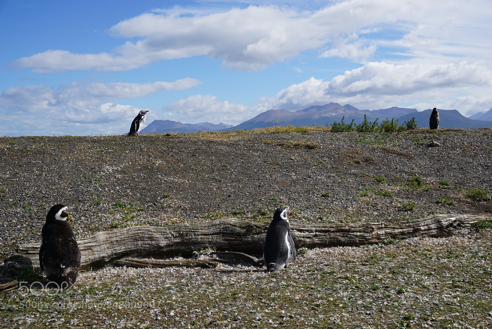 Sony a6000 sample photo. Canal beagle, tierra del photography