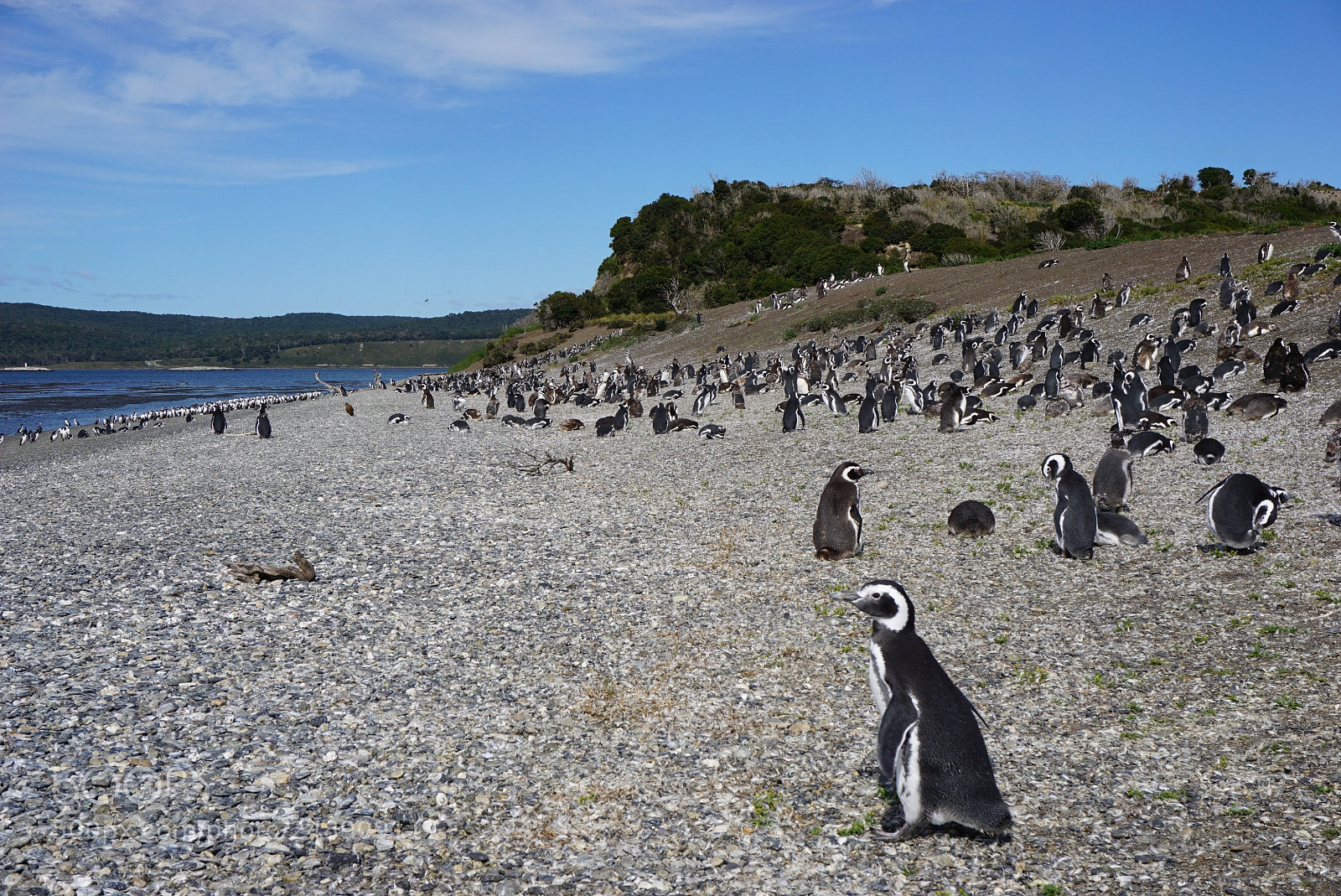 Sony a6000 sample photo. Canal beagle, tierra del photography