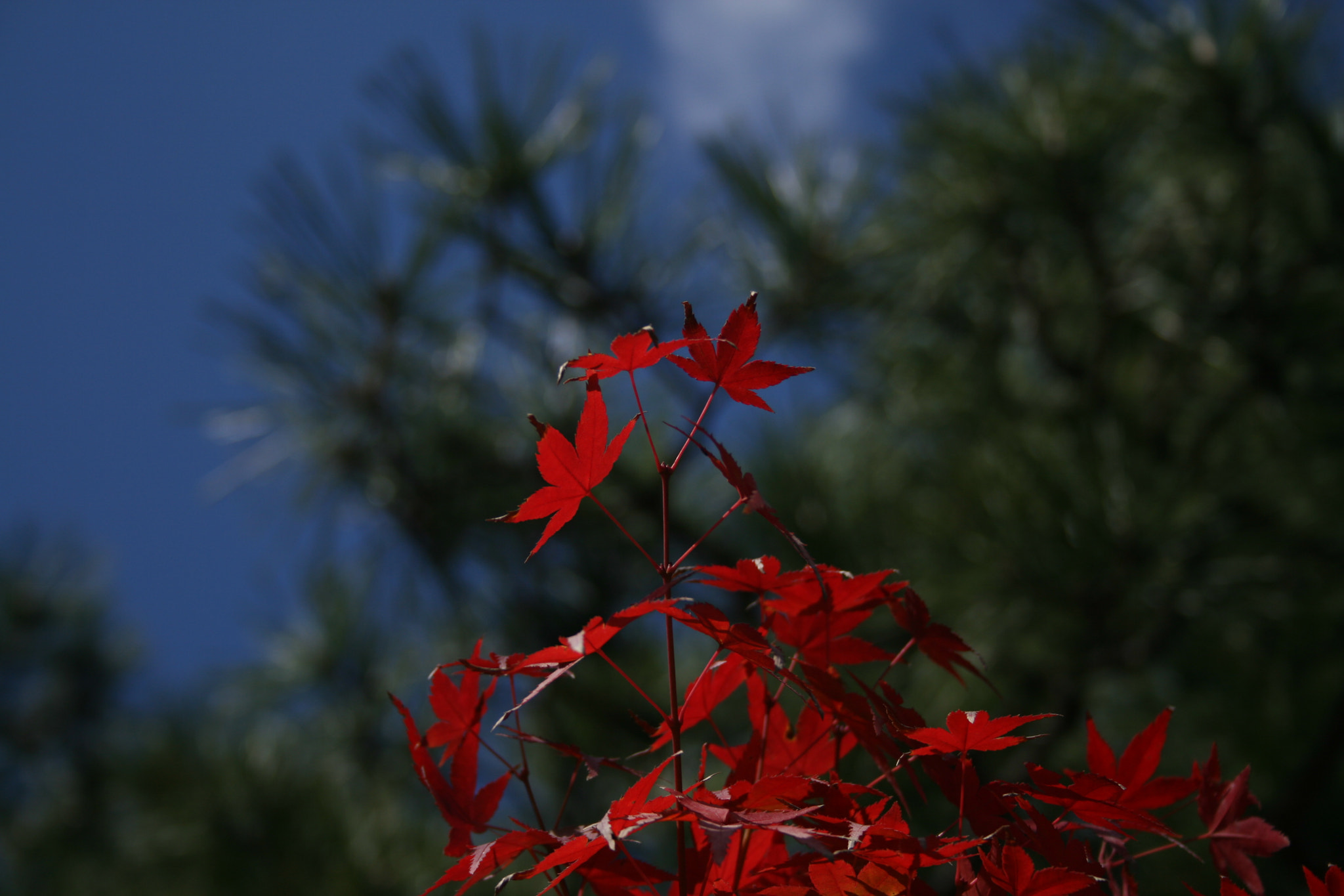 Canon EF-S 18-55mm f/3.5-5.6 USM sample photo. 青と赤 photography