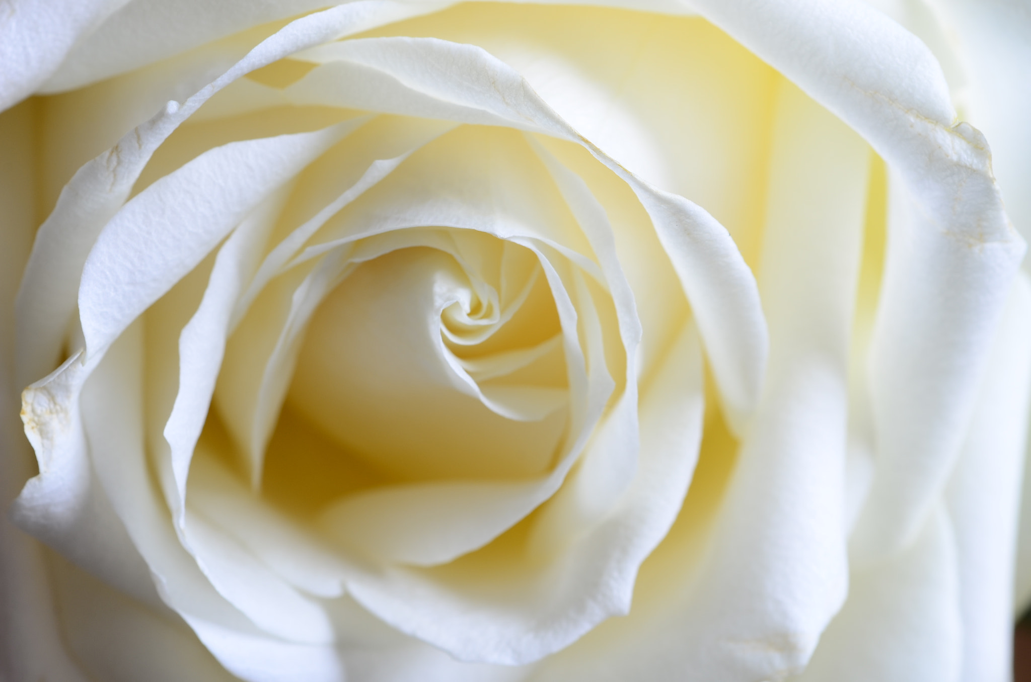 Nikon D7000 + Sigma 105mm F2.8 EX DG Macro sample photo. Whiterose photography