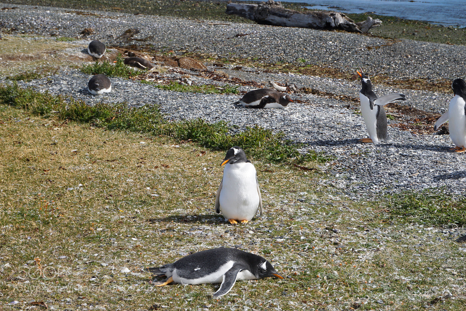 Sony a6000 sample photo. Canal beagle, tierra del photography
